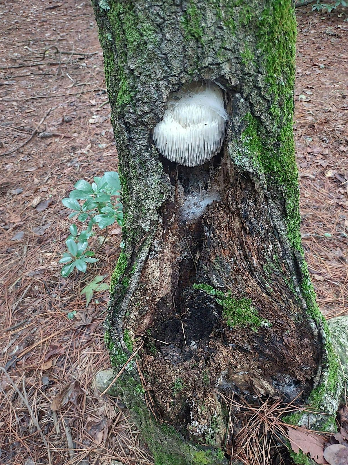 Fall Fungi Forage