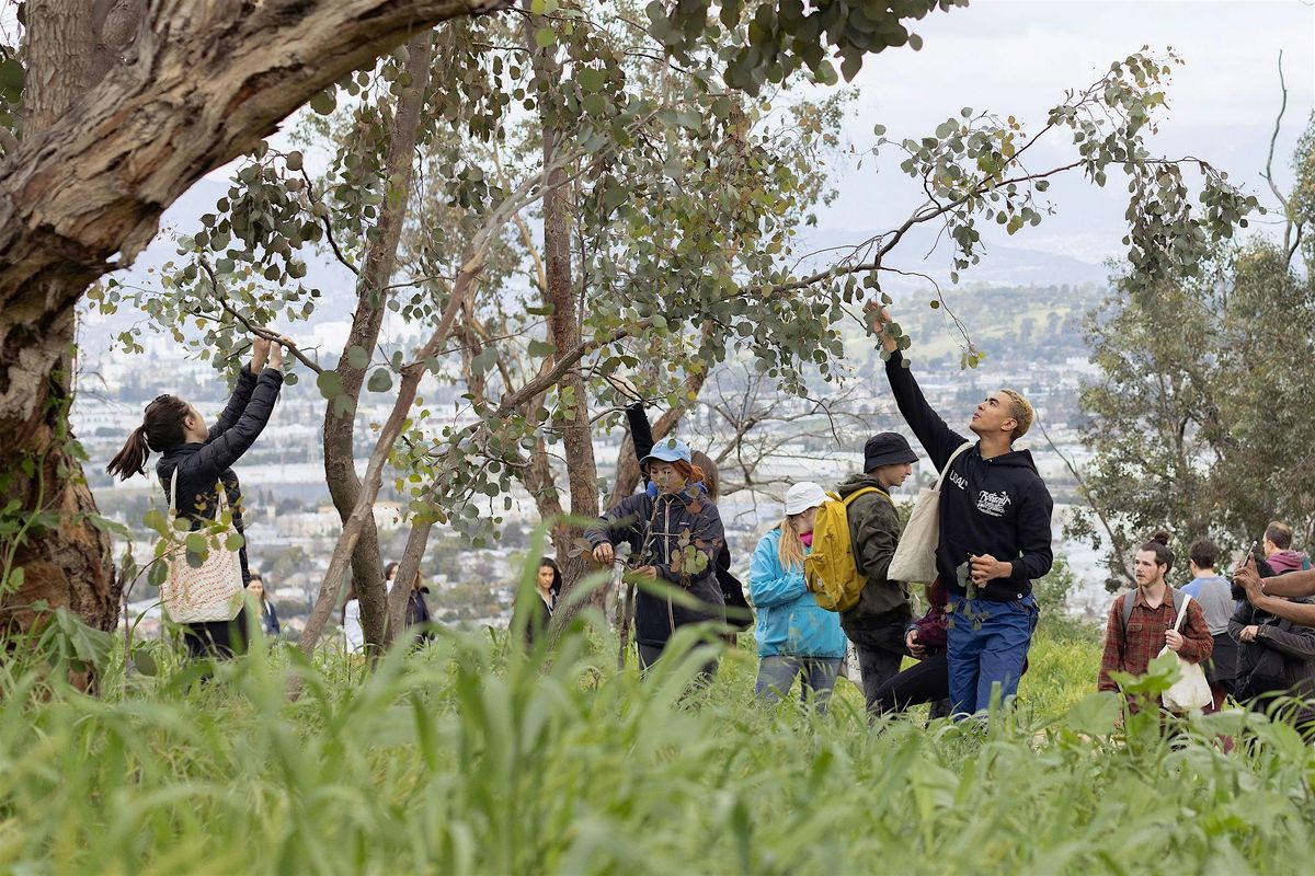 Elysian Park Plant Sniffari + Invasive Plant Foraging