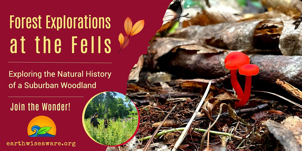 Fall Forest Explorations