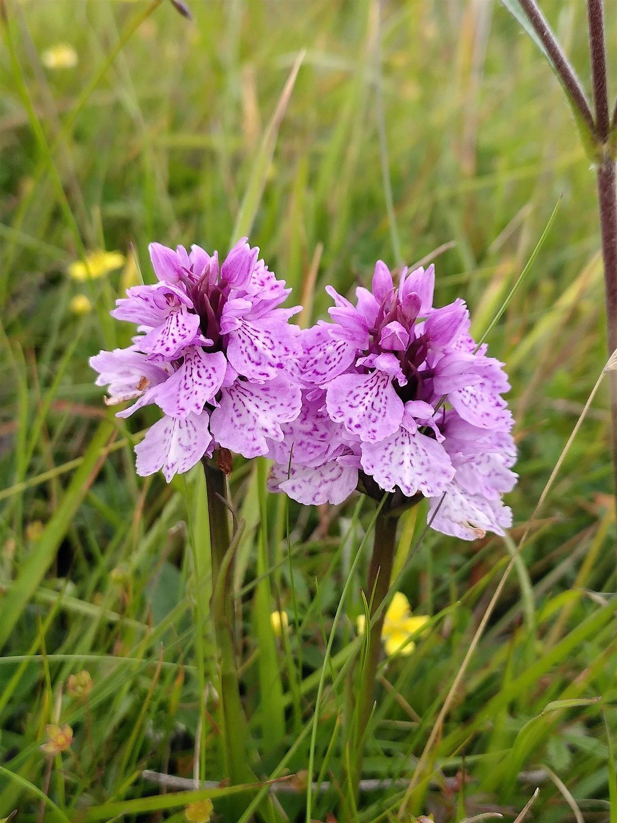 Field Identification Skills Certificate (FISC) - Glasgow, June 2026