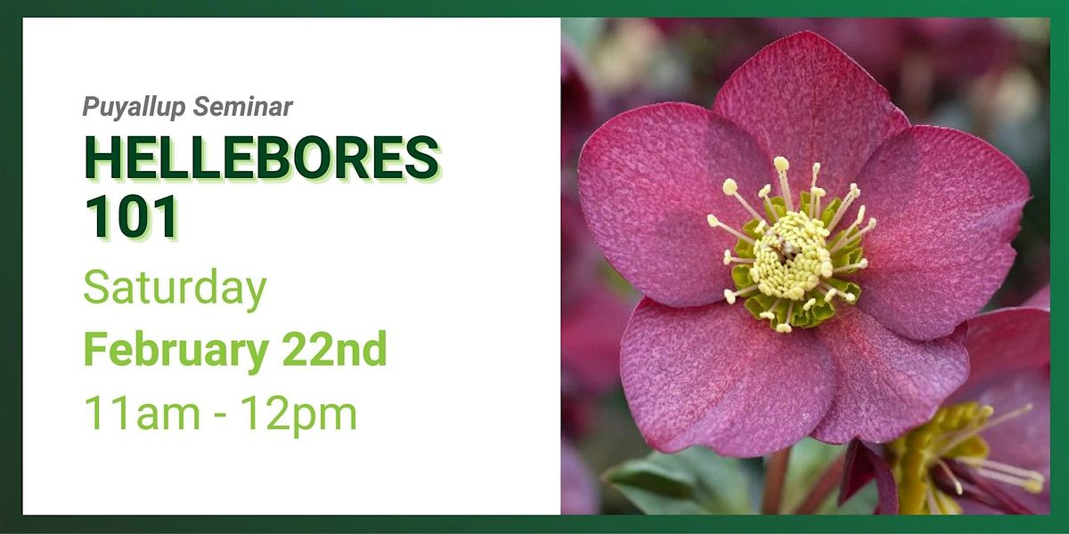 Hellebores 101: Winter's Garden Gems