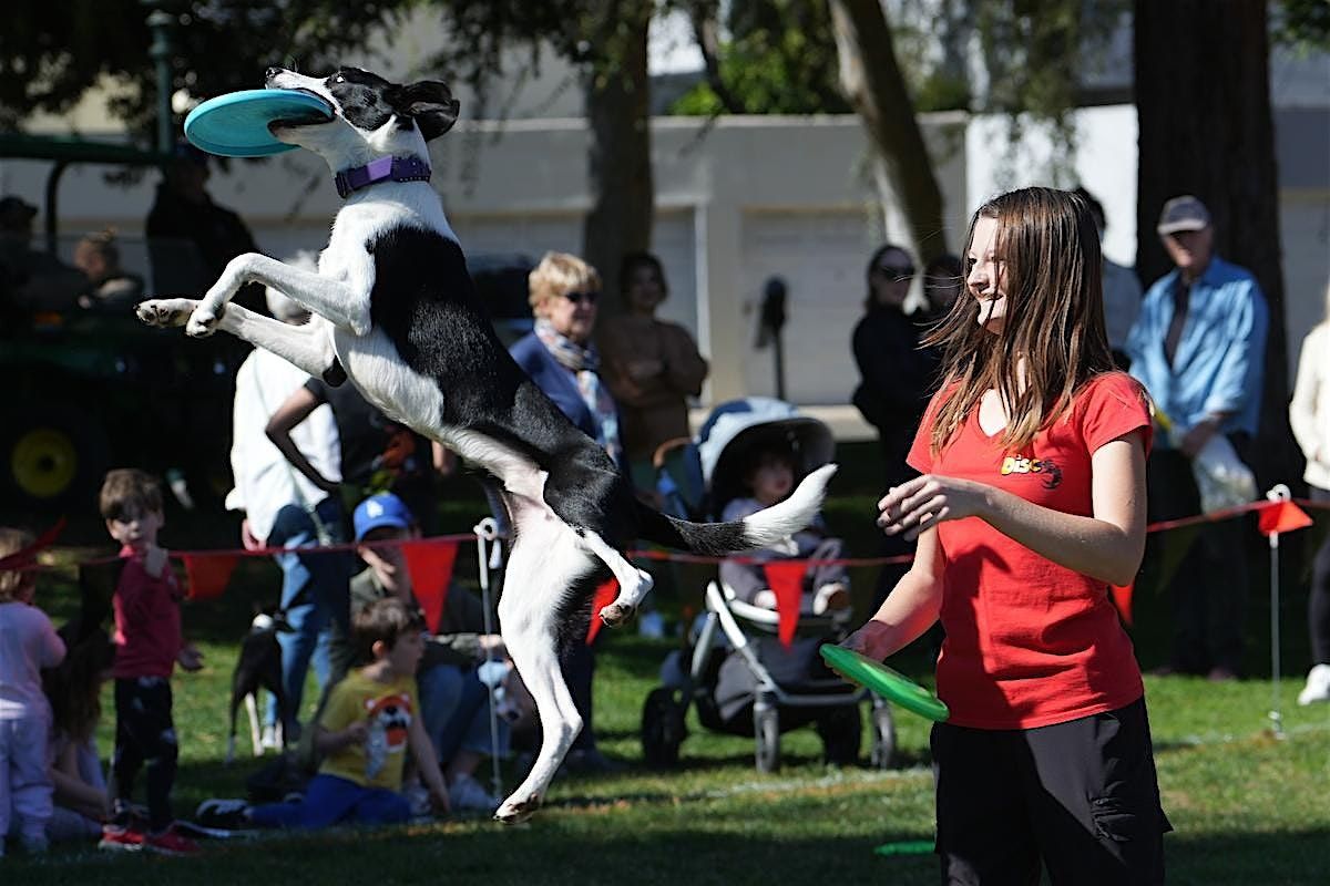 Beverly Hills Doggy Daze 90210