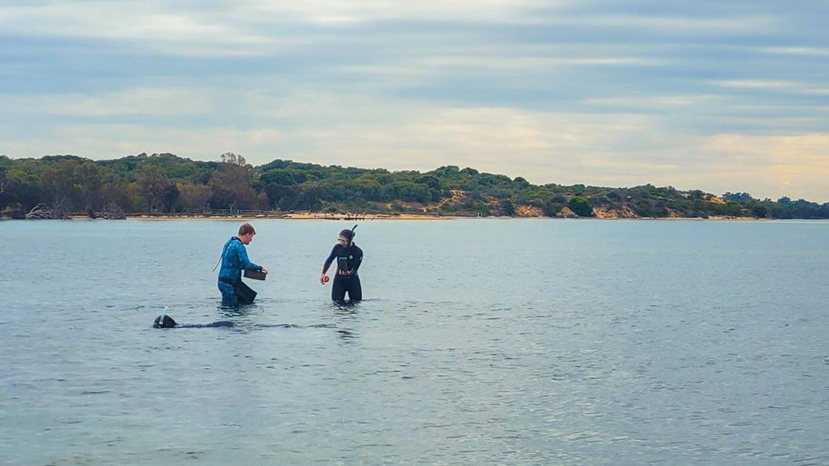 Seagrass for Swimmers Community Collection Day