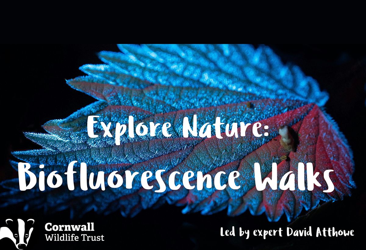 Discover nature's glow! Biofluorescent night walk