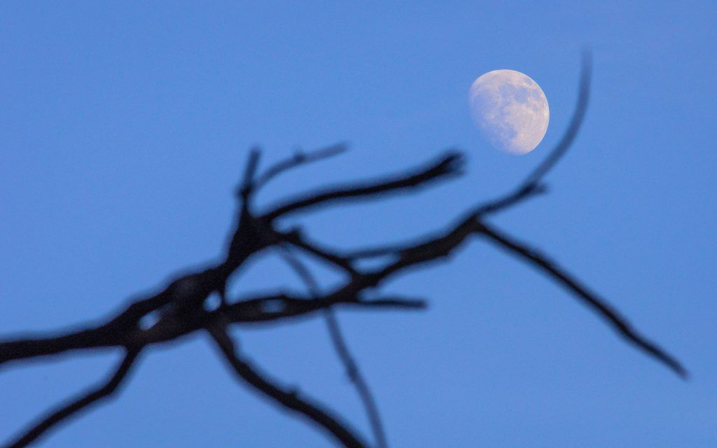  Moon Walk in High Park