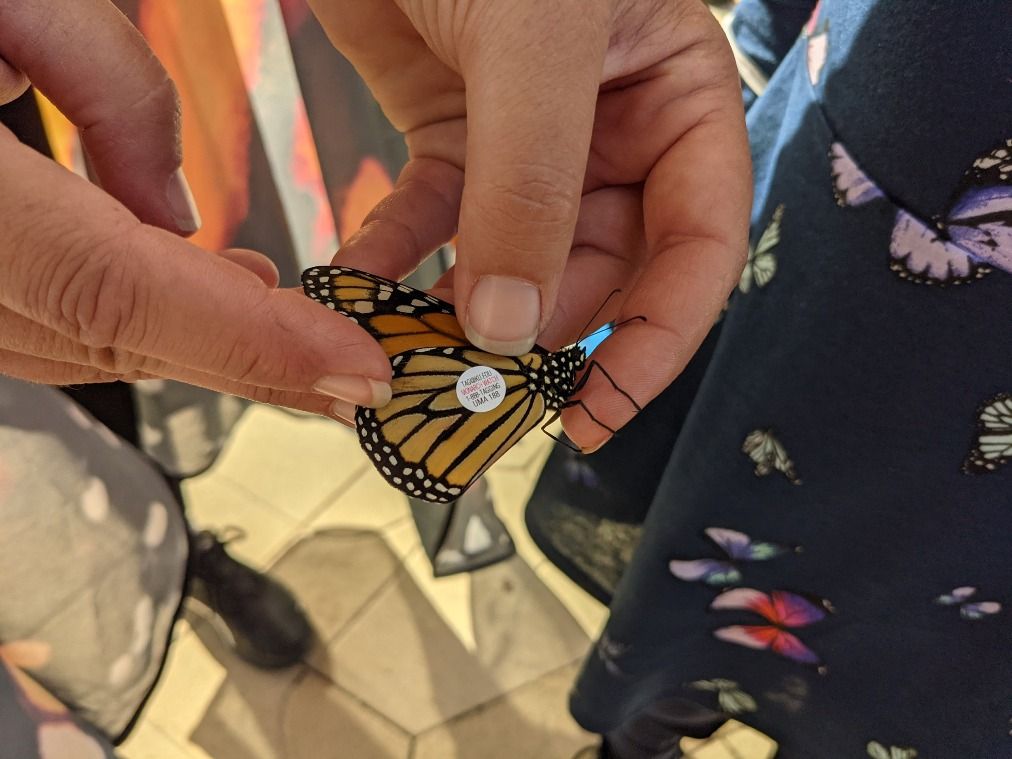 BLC Presents:  Monarch Tagging Workshop