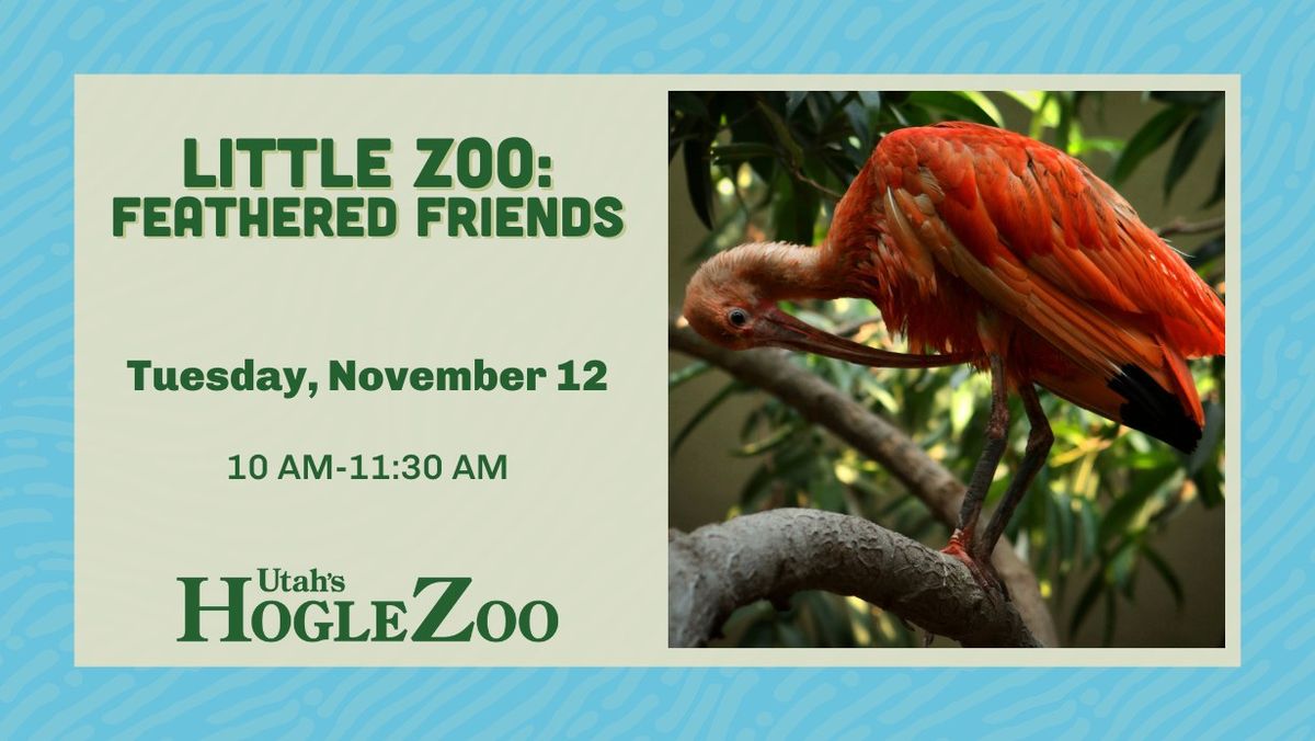 Little Zoo: Feathered Friends