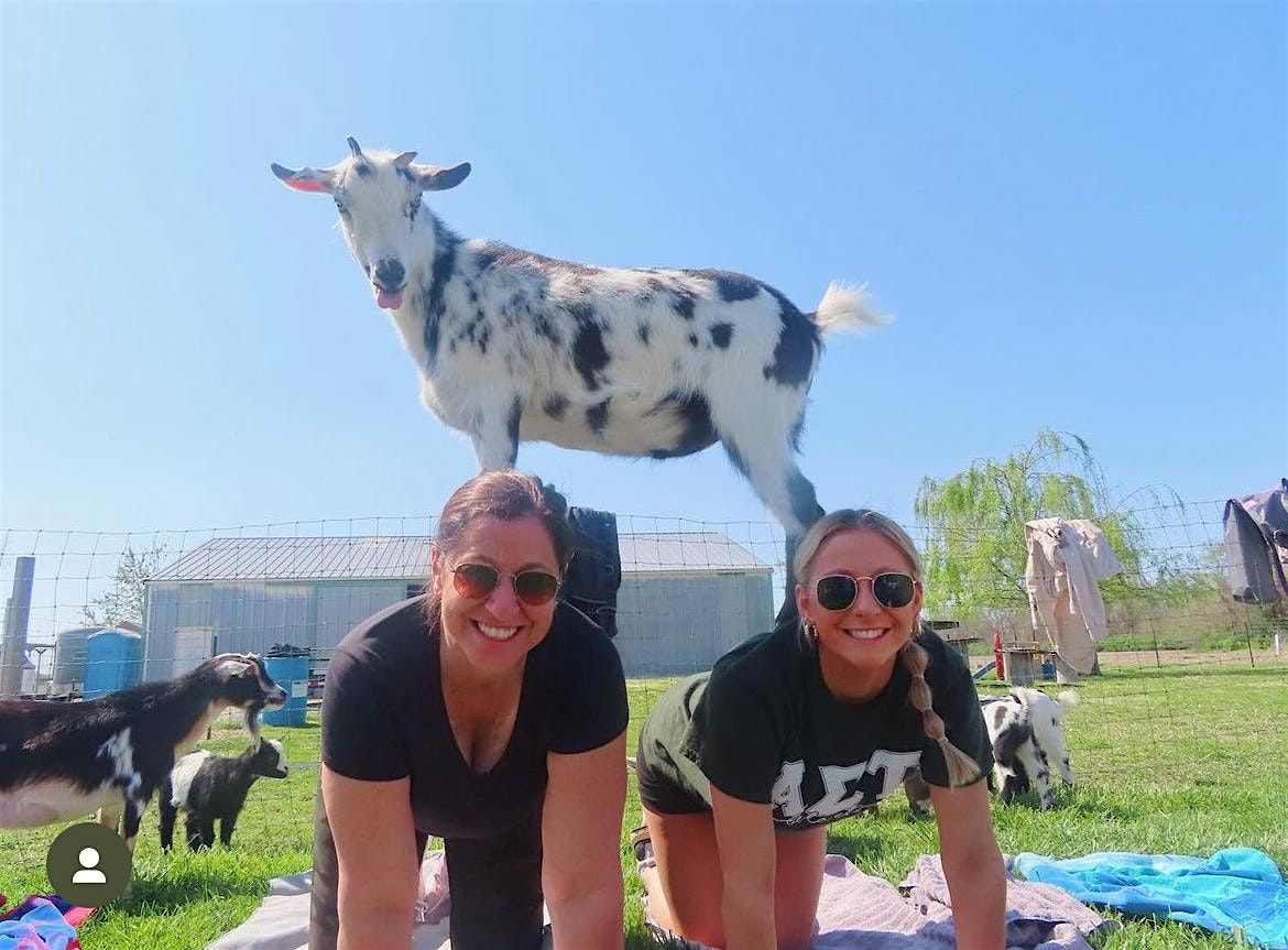 Goat Yoga at Alton Farmers Market
