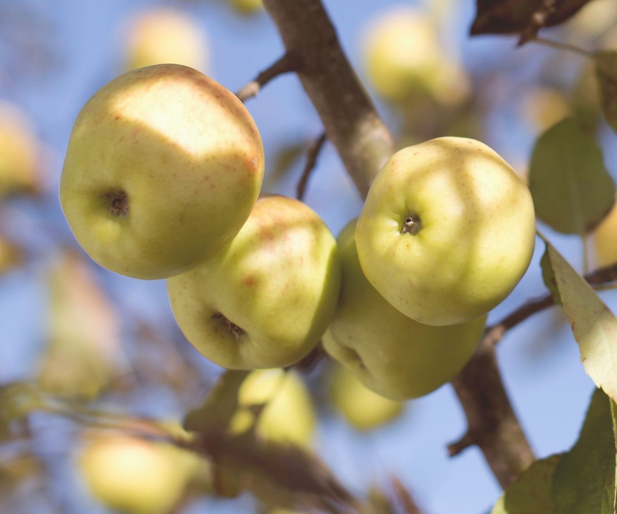 All About Apples Hands-On Cooking Class $65