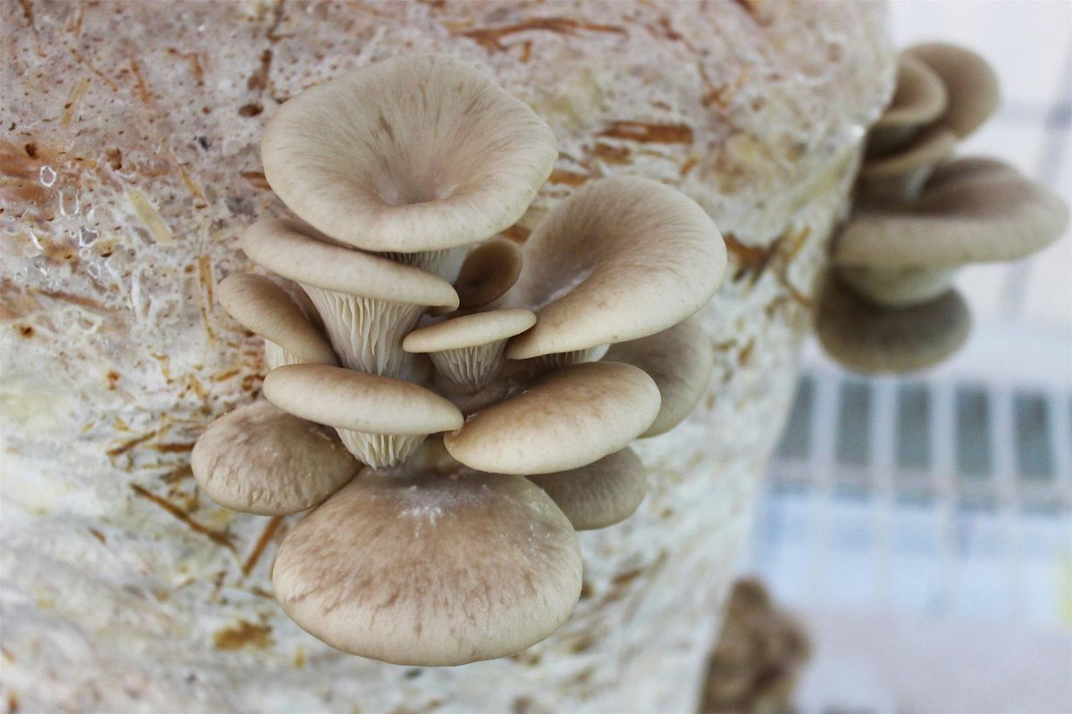 DIY Mushroom Cultivation with Willoughby Arevalo