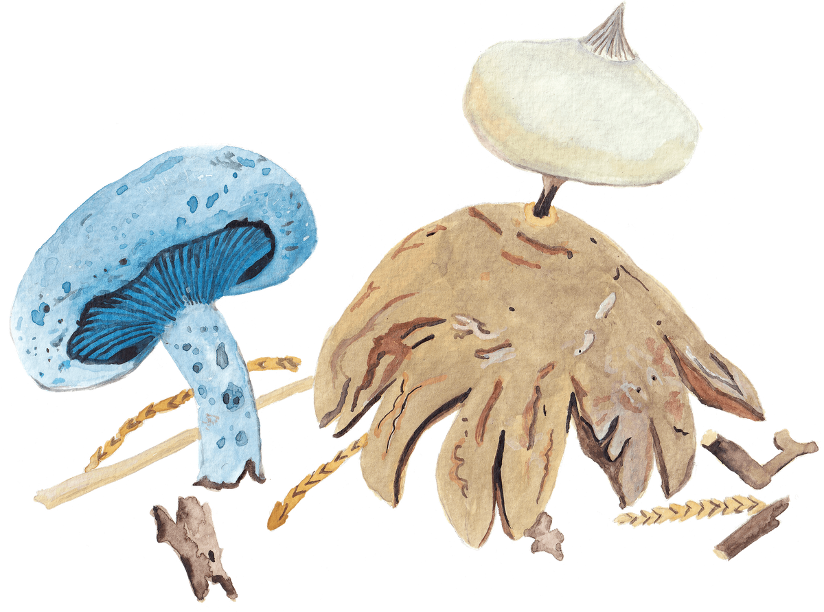 Composing for Multispecies Survival in Dark Times