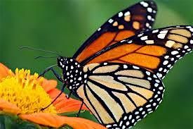 LO Central Coast | The Monarch Butterfly Experience