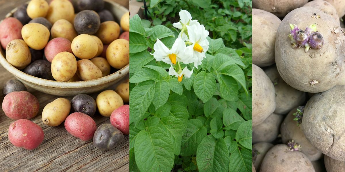 FAST Class: Growing Potatoes