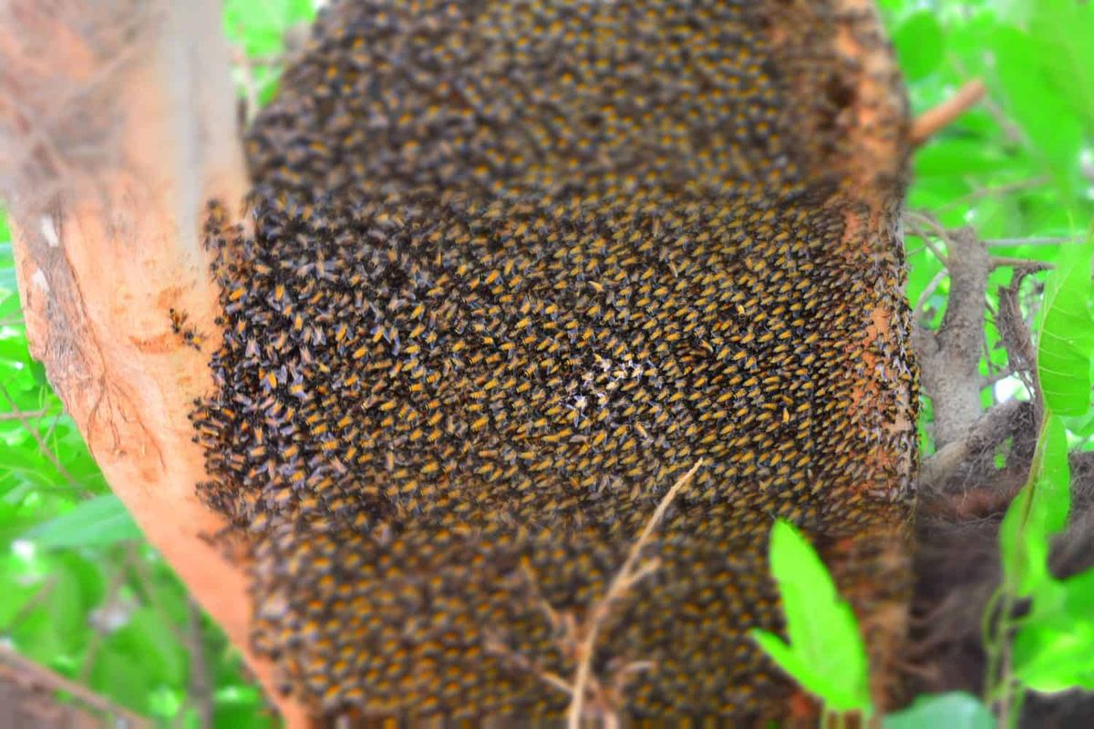 Honey Waves