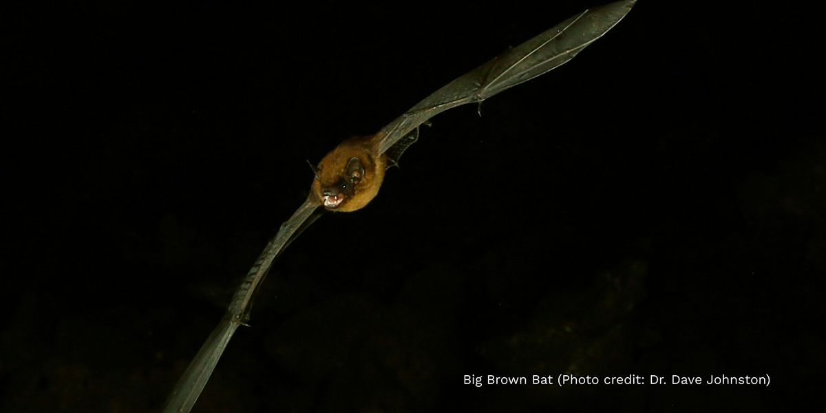 Bats Alive!