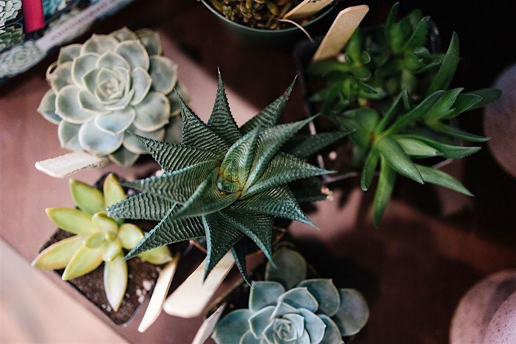 How to Stop Killing Succulents