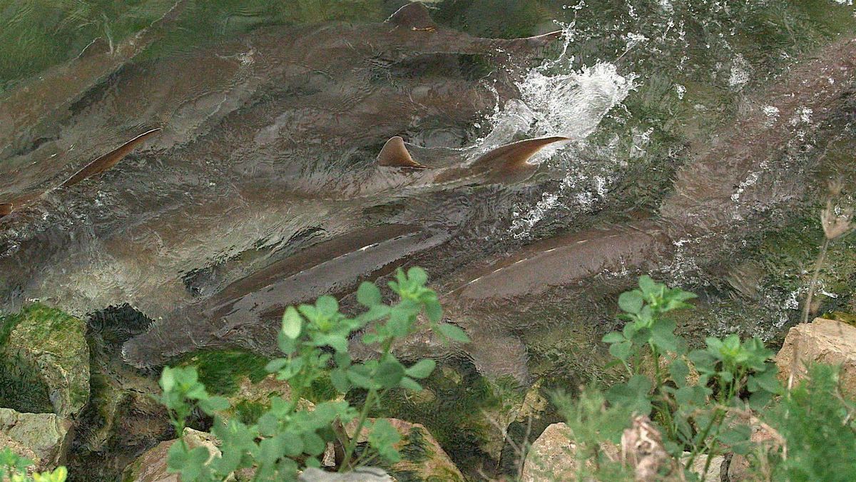 Lake Sturgeons\u2019 Guide for Surviving the Anthropocene (film)