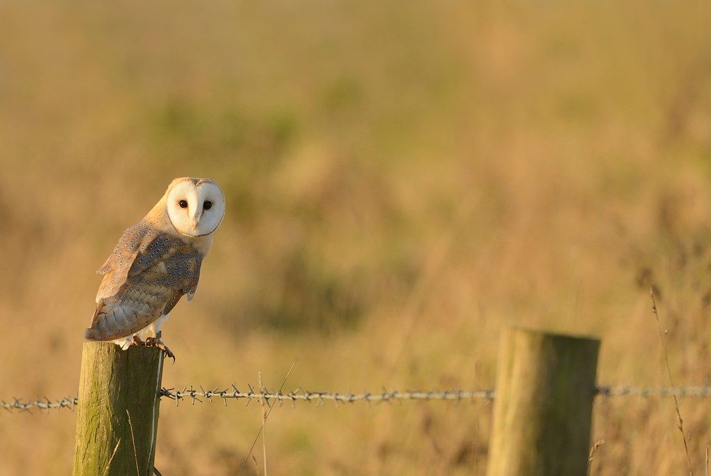 Dusk at RSPB Ham Wall guided walk