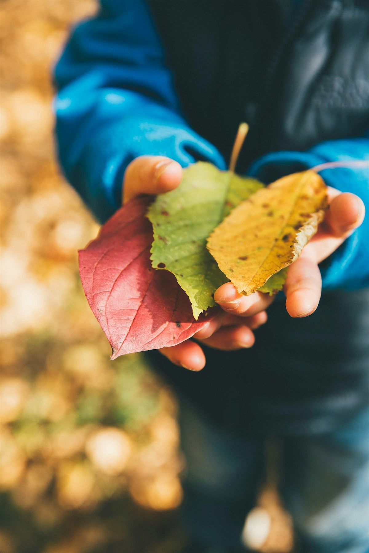 Kids Nature Challenge in the Park