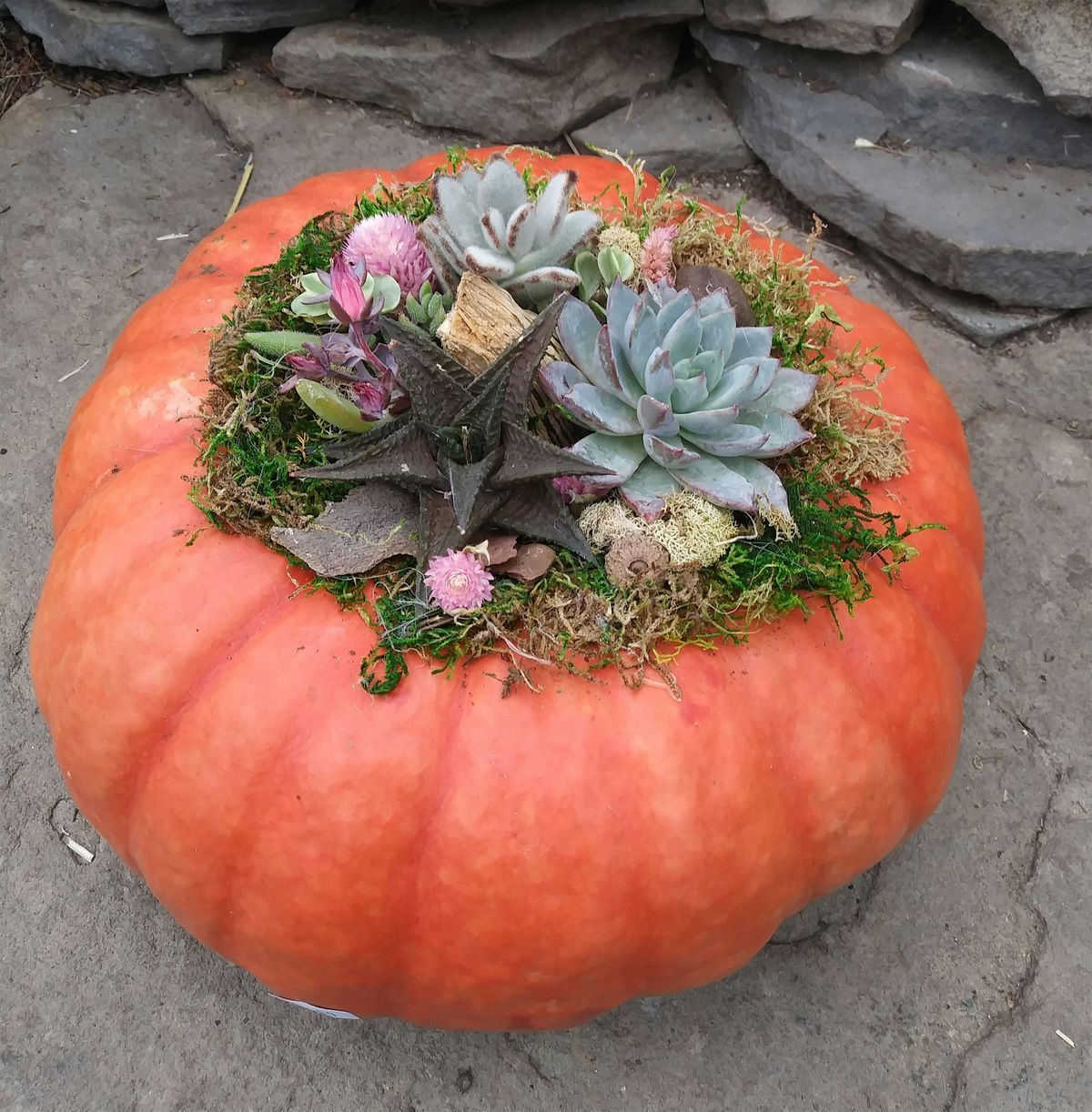 Pumpkin Succulent Garden