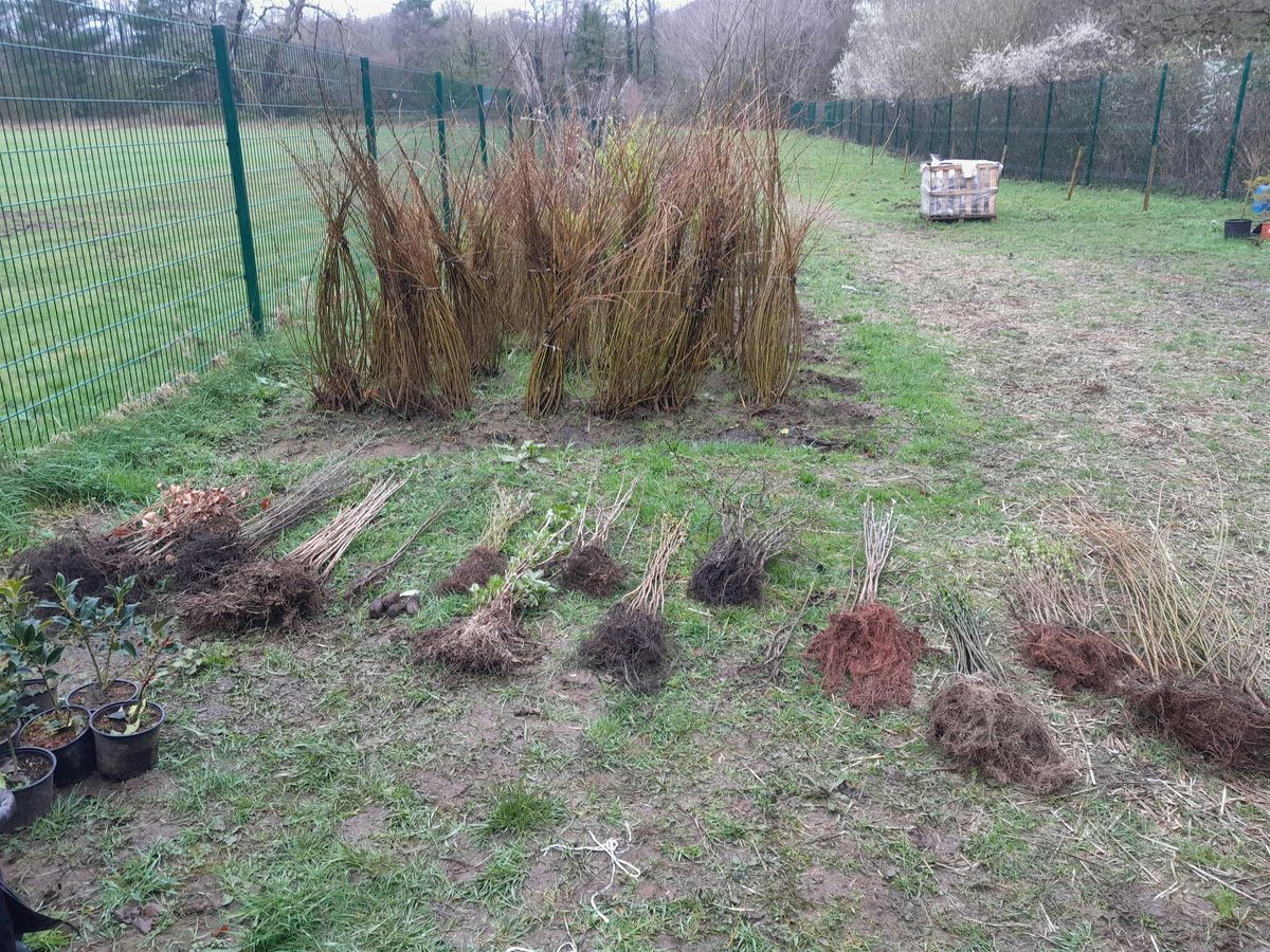 Household Tree Donations (spring round 25) (Forest Farm, Whitchurch)