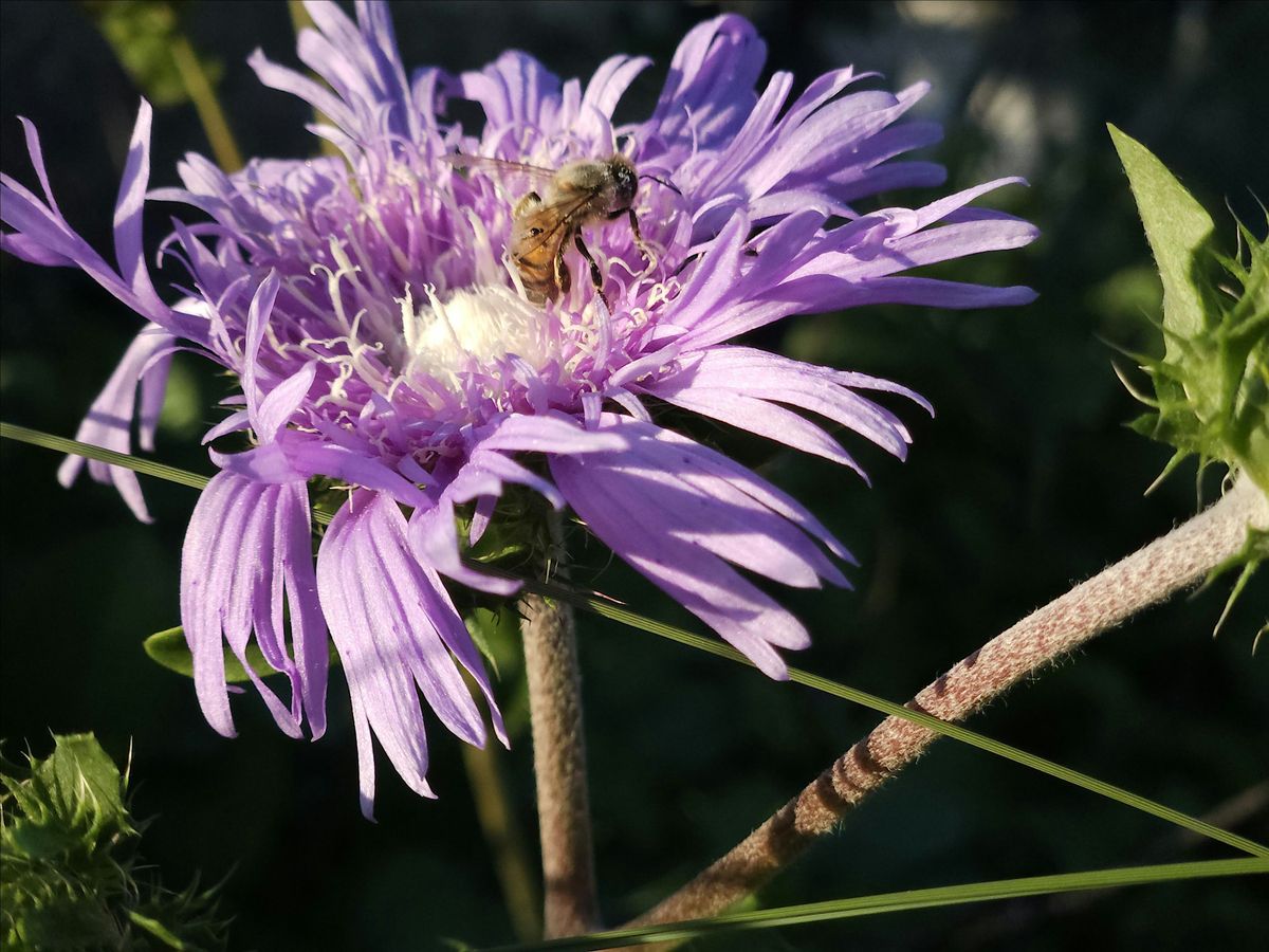 Right Plant, Right Place- Adding Florida Natives to Your Landscape