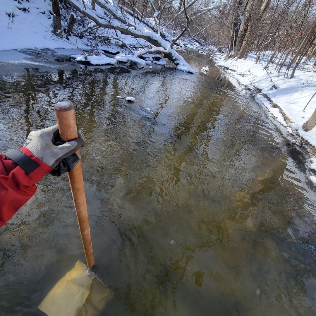 Stonefly Search