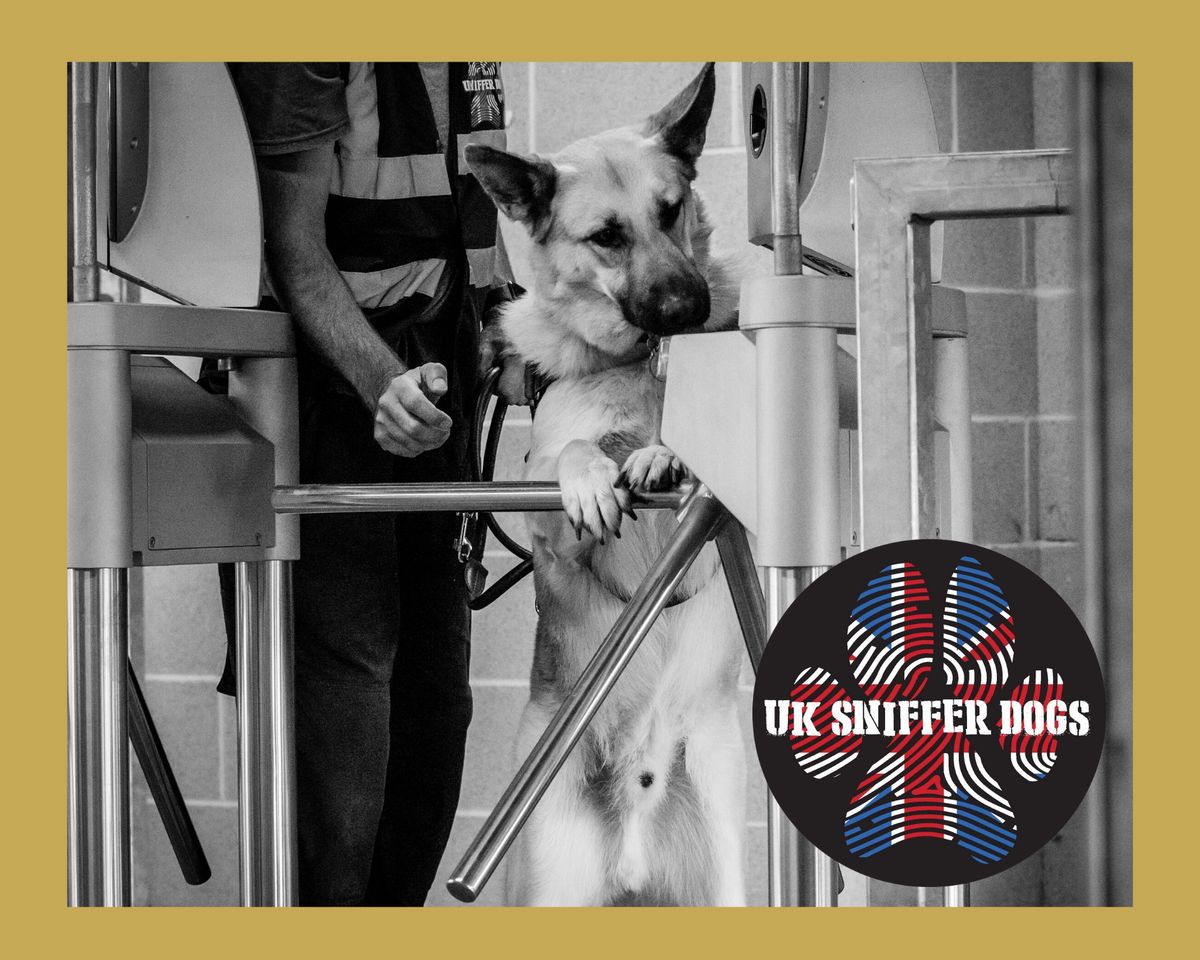 UK Sniffer Dogs Scent Detection Gold Instructor - Manchester 