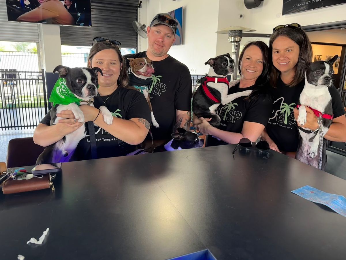 Boston Terriers of St Pete