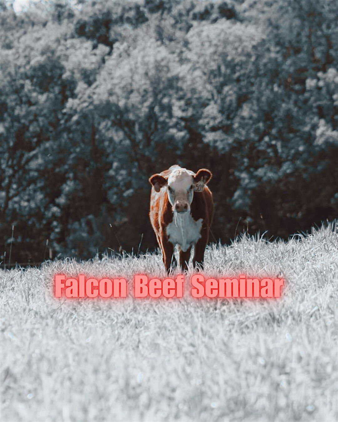 Falcon Beef Seminar