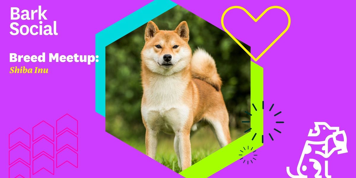 Breed Meetup: Shiba Inu!