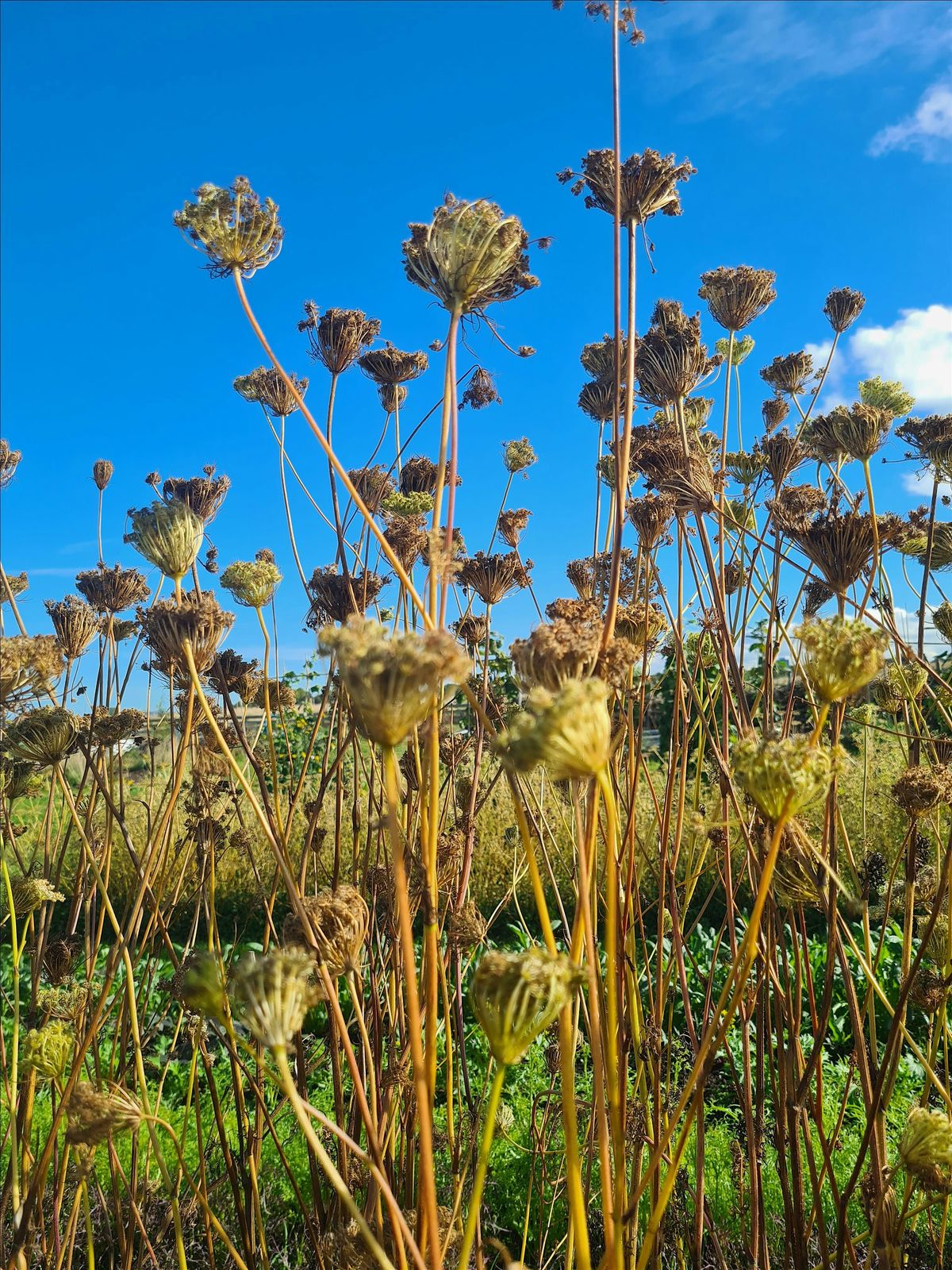 Introduction to Seed Saving (one-day workshop)