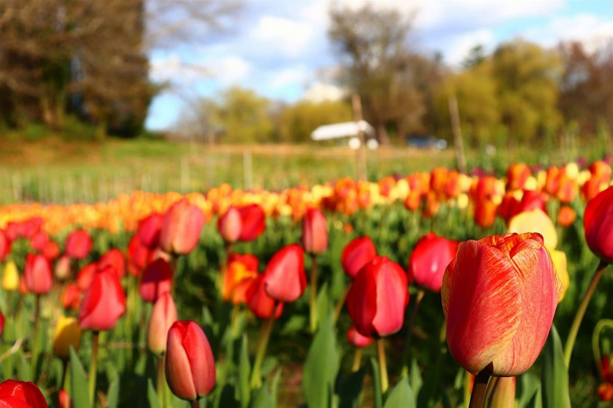 Pick Your Own (PYO) Tulips