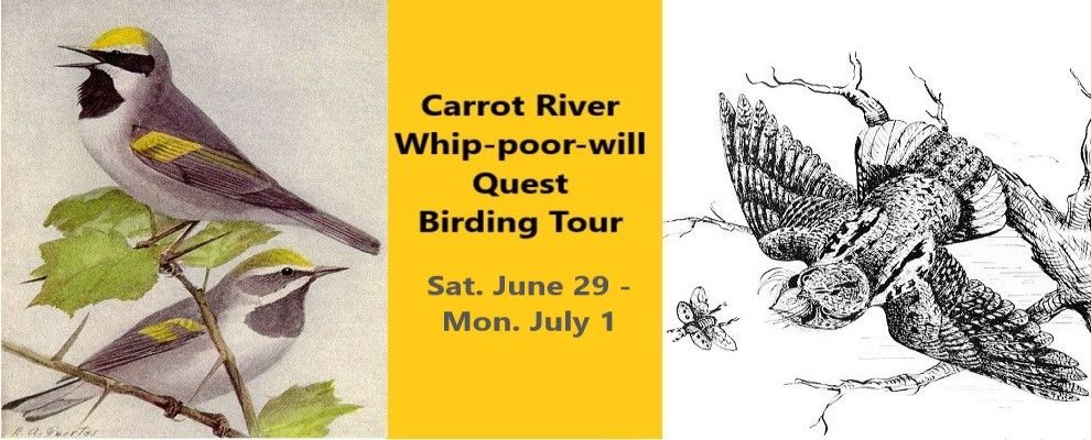 Carrot River Whip-poor-will Quest Birding Tour