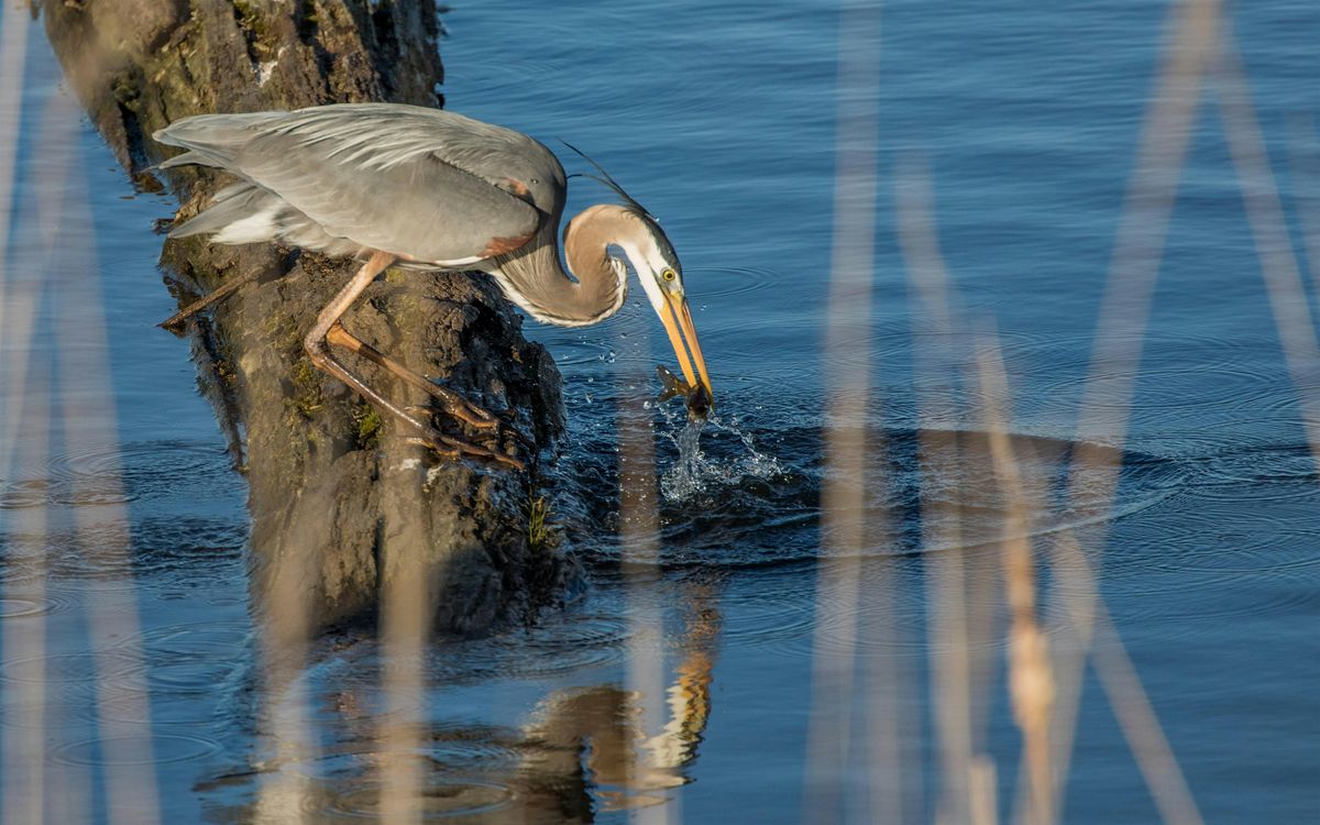 November Bird Walk - Waterbirds and Late Fall Migrants