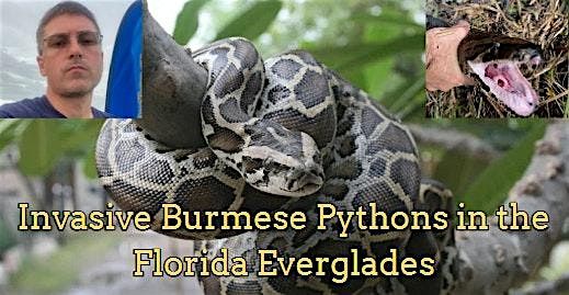 Invasive Burmese Pythons in the Florida Everglades