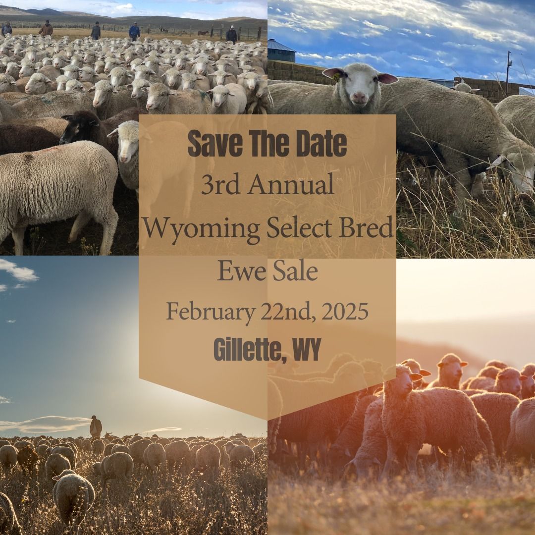 3rd Annual Wyoming Select Bred Ewe Sale