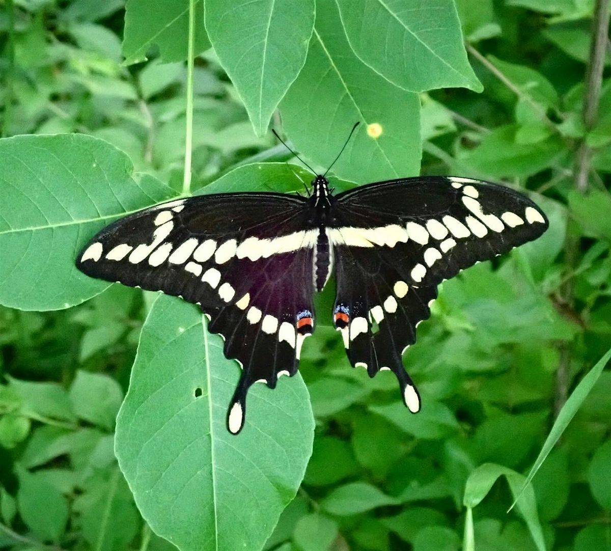 Butterflies and Hostplants Walk