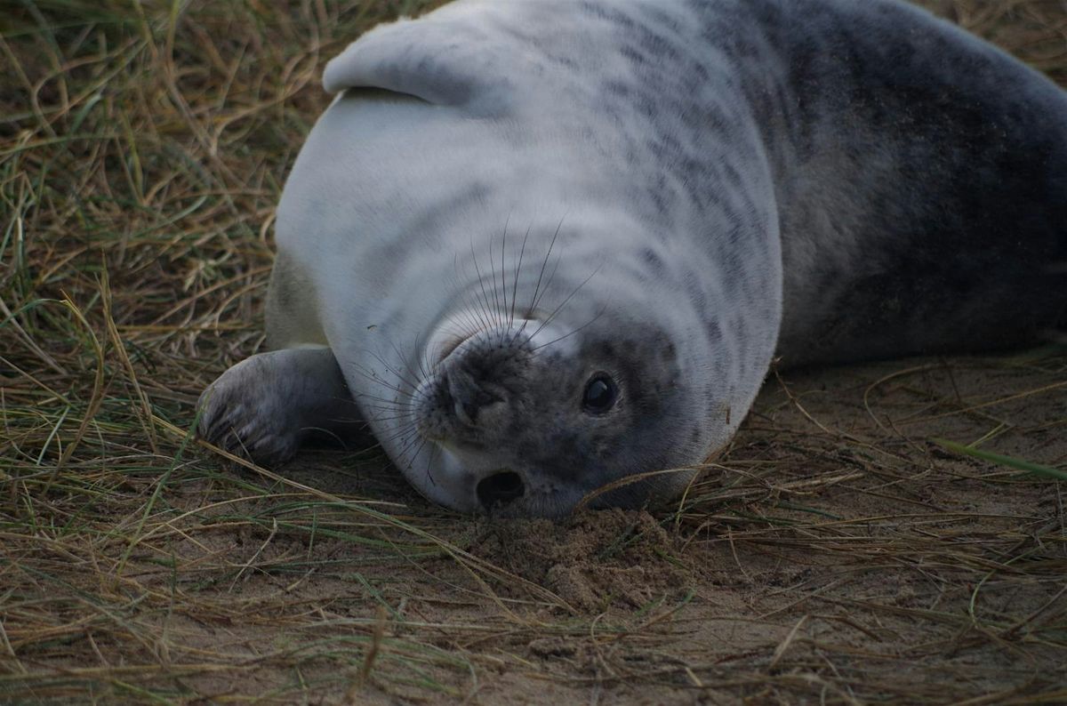 Baby SEALS Day Trip via Coach Our most Popular Hiking Event on Meetup.com