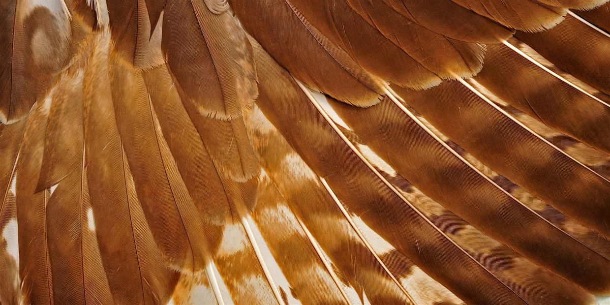 Feathers: Birds' Most Distinguishing Feature