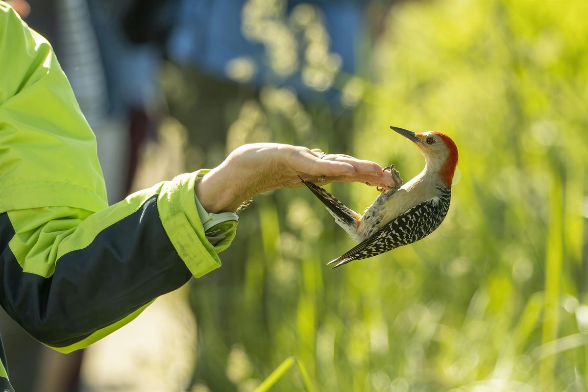 Warblers & Spring Flowers at Kensington Nature Center