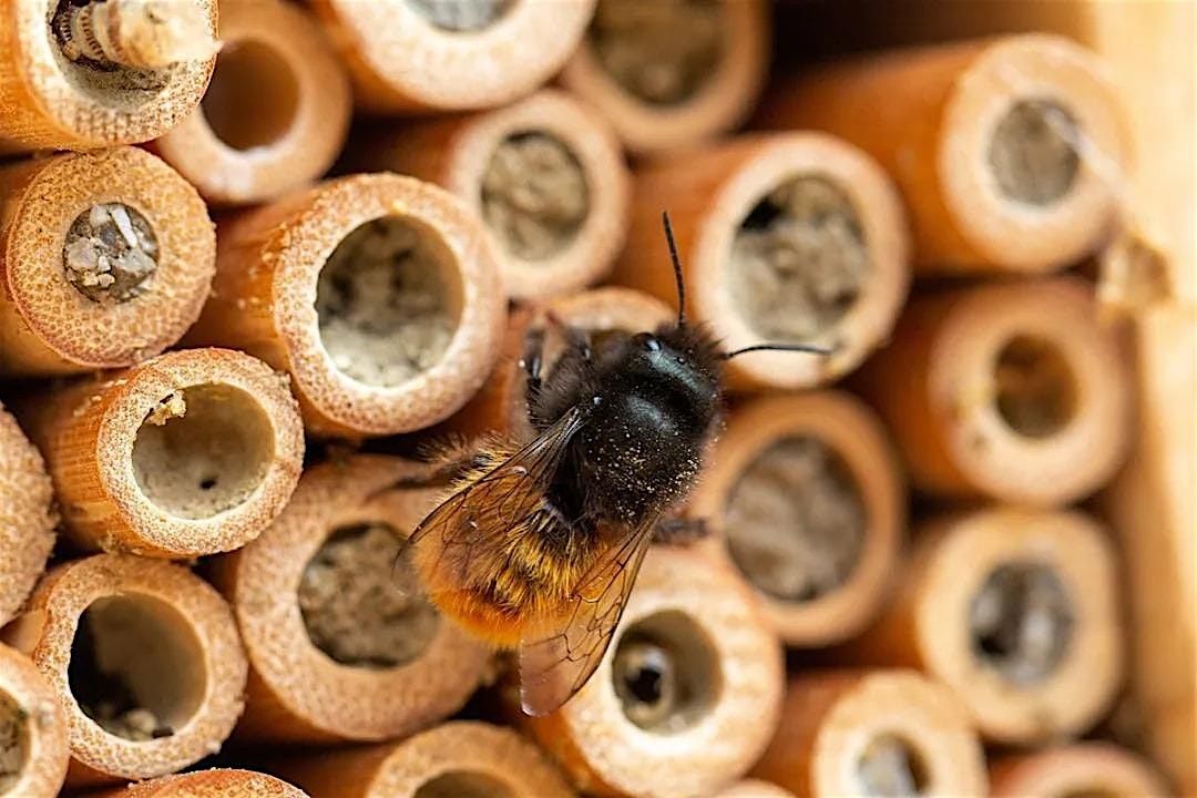 Pollinator house-building workshop