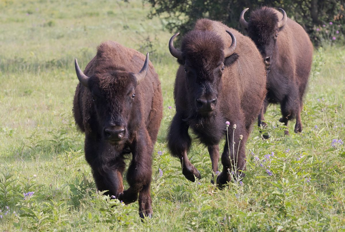 National Bison Day at the Fort Worth Nature Center & Refuge