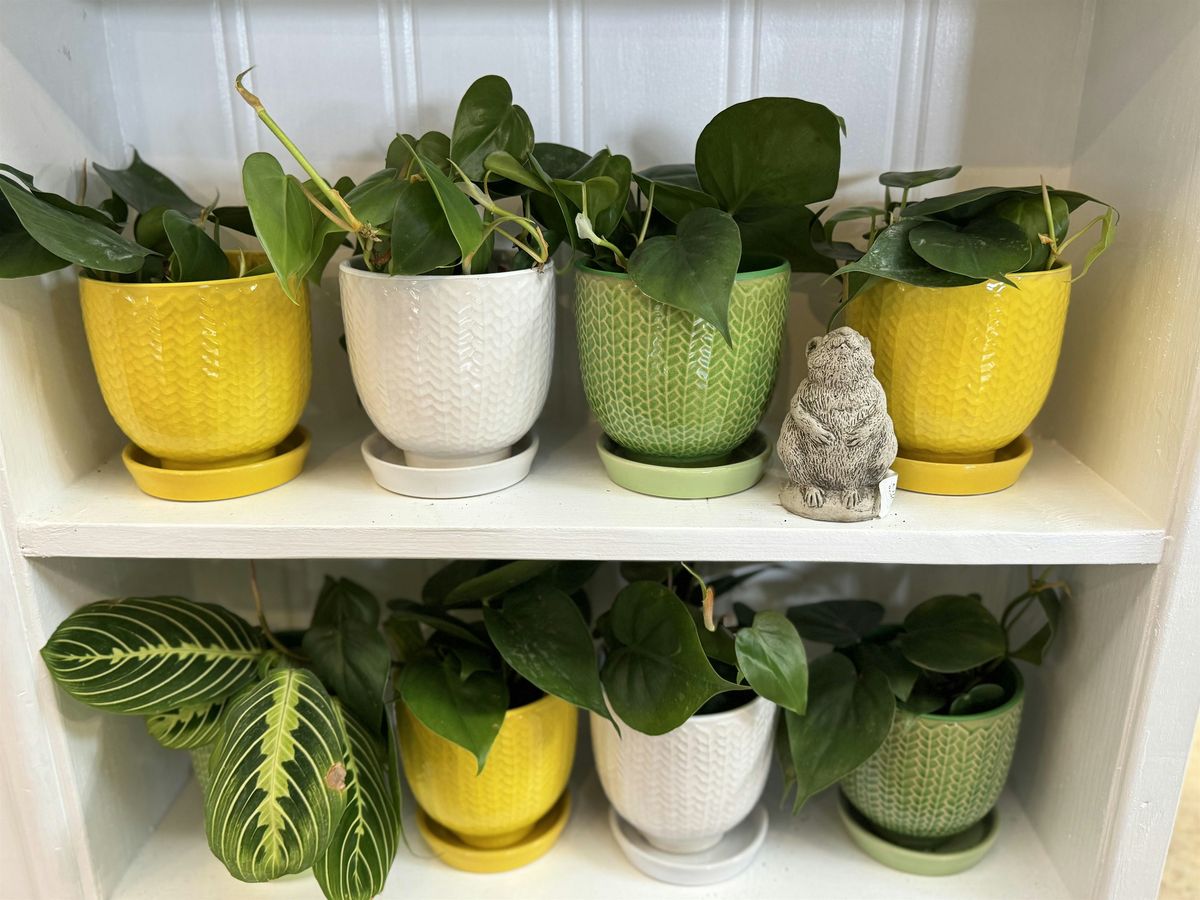Houseplant Repotting Workshop with Sheryl