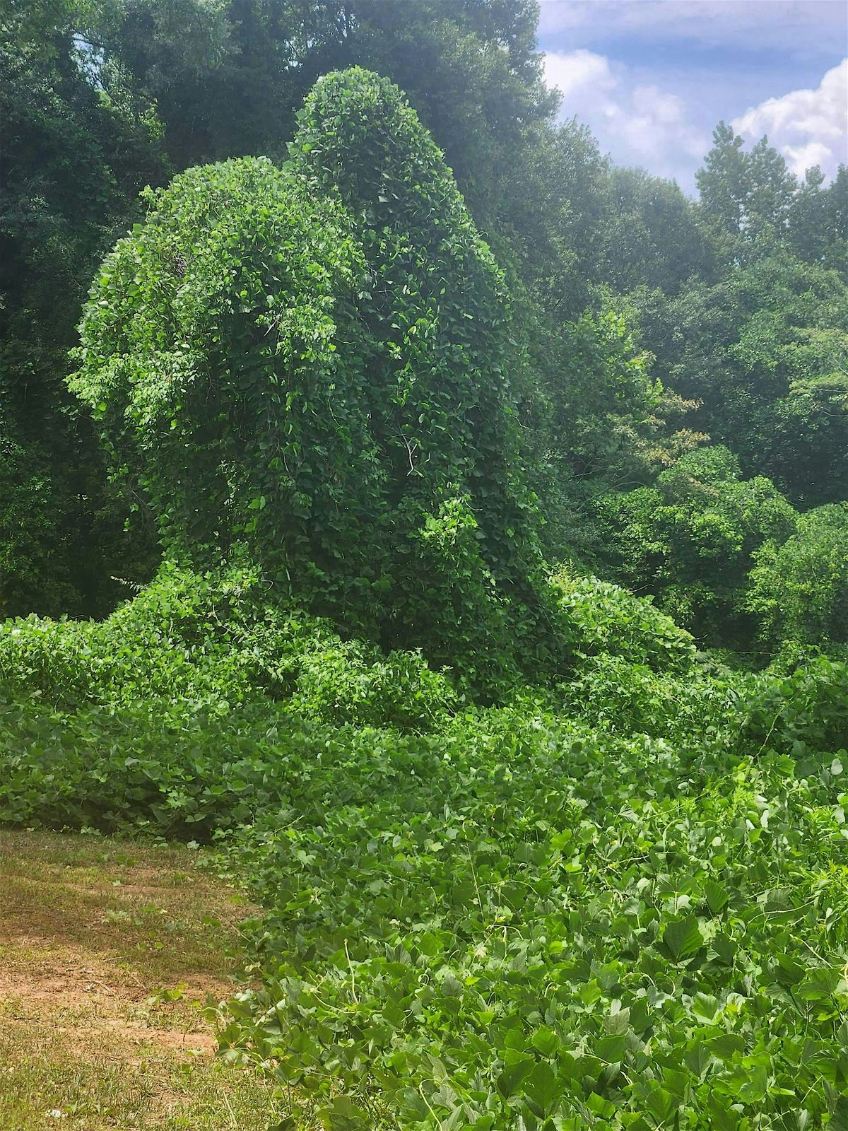 Kudzu Camp