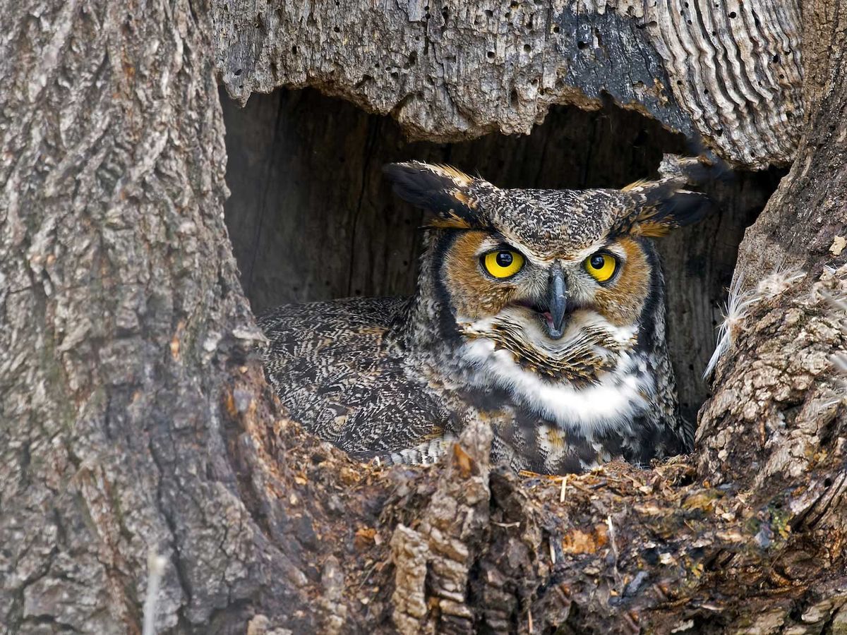 Owl Prowl for Families: Hickory Creek Preserve