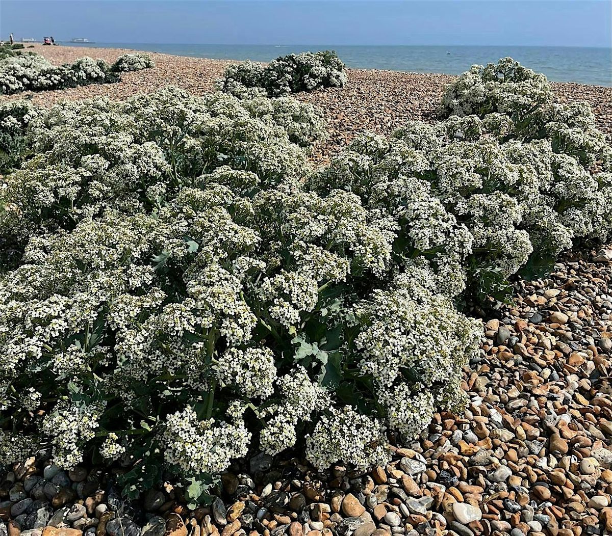 An art forage on Worthing\/Goring beach with Rosy Garlic