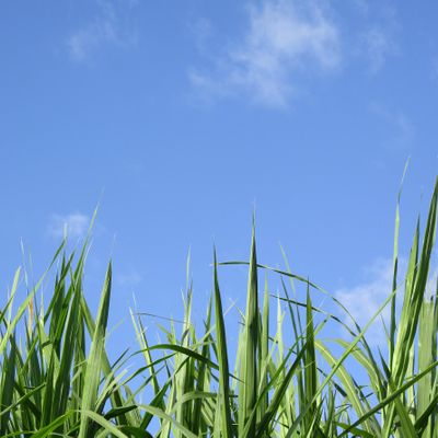 Grass Roots Theology