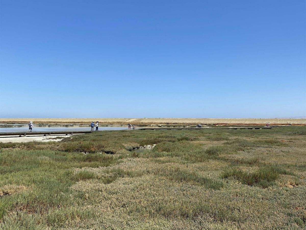 Wetlands: Natural Shields Against Climate Change