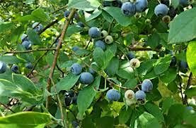 Growing Small Fruits - Mocksville
